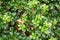 Fresh lush common bearberry plant grows on flowerbed in spring