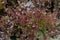 Fresh lush eco lettuce leaves background closeup