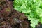 Fresh lush eco lettuce leaves background closeup