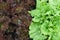 Fresh lush eco lettuce leaves background closeup