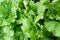 Fresh lush eco lettuce leaves background closeup