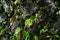 Fresh lush green fern leaves and grass weed sprout from rough stone mountain wall background, Kurokawa onsen town