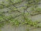 Fresh lush green ivy climbs on a concrete decorative wall