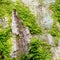 Fresh lush green moss on the bark of a tree