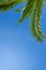 Fresh lush juicy green leaf of palm tree over blue sky background