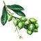Fresh macadamia tree, branch with fruits, nuts on a branch, organic product for macadamia oil, isolated, hand drawn