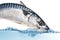 Fresh mackerel fish