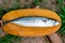 Fresh Mackerel Fish, Scomber scrombrus, on Wooden Chopping Block Board. Fresh Mackerel