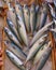 Fresh mackerel (scomber) for sale