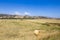 Fresh made straw bales in a grain field