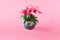 Fresh magenta lillies growing from a globe against pastel pink background. Earth day creative concept. Artistic design for