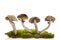 Fresh magic mushrooms on moss isolated over white background