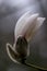 Fresh magnolia bud with white petals