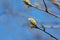 Fresh Magnolia flower buds