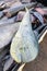 Fresh Mahi-Mahi, common dolphinfish, catch for sale in a fishermen food market in Rarotonga, Cook Islands