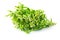 Fresh malabar spinach or Ceylon spinach or Basellaceae