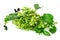 Fresh malabar spinach or Ceylon spinach or Basellaceae