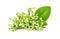 Fresh malabar spinach or Ceylon spinach isolated on white background