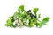 fresh malabar spinach or Ceylon spinach isolated on white background