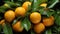 Fresh mandarin oranges or tangerines hanging from tree branch. AI Generated