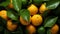 Fresh mandarin oranges or tangerines hanging from tree branch. AI Generated