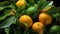 Fresh mandarin oranges or tangerines hanging from tree branch. AI Generated