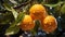 Fresh mandarin oranges or tangerines hanging from tree branch. AI Generated