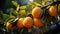 Fresh mandarin oranges or tangerines hanging from tree branch. AI Generated.