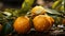 Fresh mandarin oranges or tangerines hanging from tree branch. AI Generated