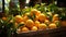 Fresh mandarin oranges or tangerines with leaves in a wooden box. AI Generated