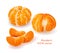 Fresh mandarin. Vector illustration