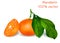 Fresh mandarin. Vector illustration