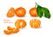 Fresh mandarin. Vector illustration