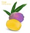 Fresh mango with slice of mango. Photorealistic vector image.