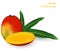 Fresh mango with slice of mango. Photorealistic vector image.