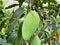 Fresh mango on the tree.