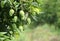 Fresh mango on tree