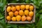 Fresh mangoes fruit in wooden basket harvest from organic farm