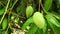 Fresh mangoes hanging on a tree and swaying in the wind in summer