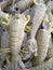Fresh  mantis shrimps