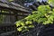 Fresh maple leaves in the Japanese garden design fences in Kariya Park - Japanese Garden