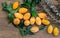 Fresh marian plums sweet yellow or mayong-chit with green leaf on the wooden background