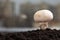 Fresh mashrooms in the ground. champignons growing in the ground