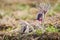 Fresh meadow anemone, also called small pasque flower