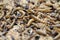 fresh mealworms food for animals