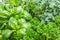 Fresh mediterranean herbs leaves Basil, marjoram, parsley, rosemary