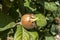 Fresh medlar fruit