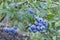 Fresh mellow blueberries on the green Bush.