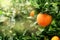 Fresh mellow rich orange fruit on green tree branch. Concept of agriculture and harvesting. Copy space