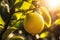 Fresh Meyer Lemon Hanging on a Tree in Nature, Vibrantly Illuminated by the Sunlight